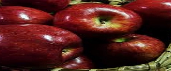 تصویر 1 از قیمت سیب سرخ دماوند با کیفیت ارزان + خرید عمده